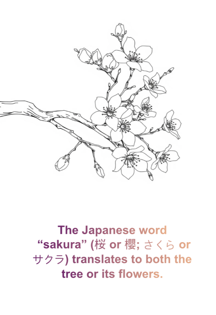 It's Cherry Blossom Season in Washington DC, coloring activity, math problem and more! 4