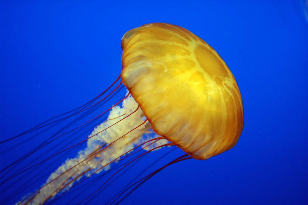 Sea Jellies Aquarium Visit Interactive!