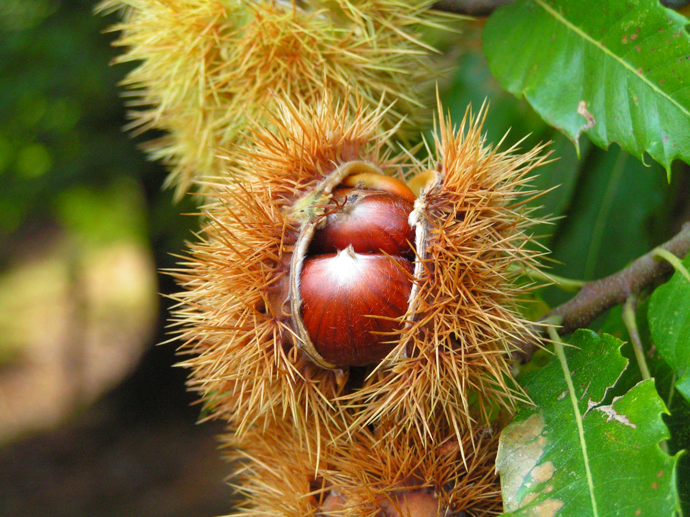 To Roast or Toss? Chestnuts GAME!