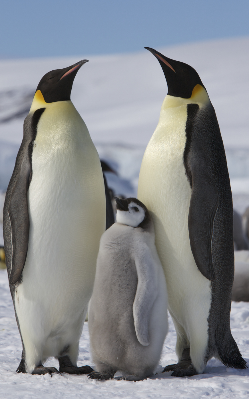 Meet the Polar Animals, then Place Them in Their Artic or Antarctic Habitats!