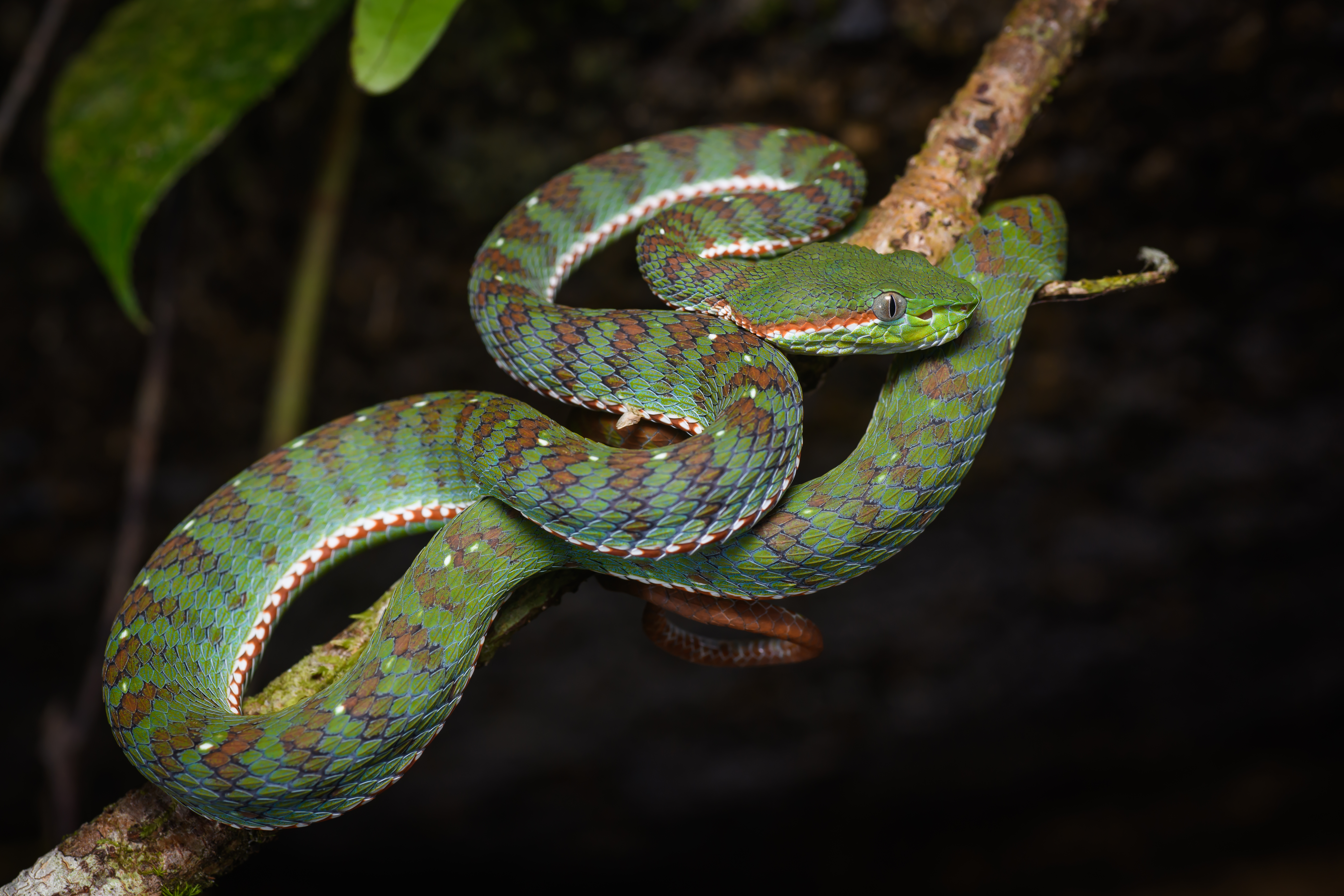 What Were the Top Performers in the Year of the Snake?
