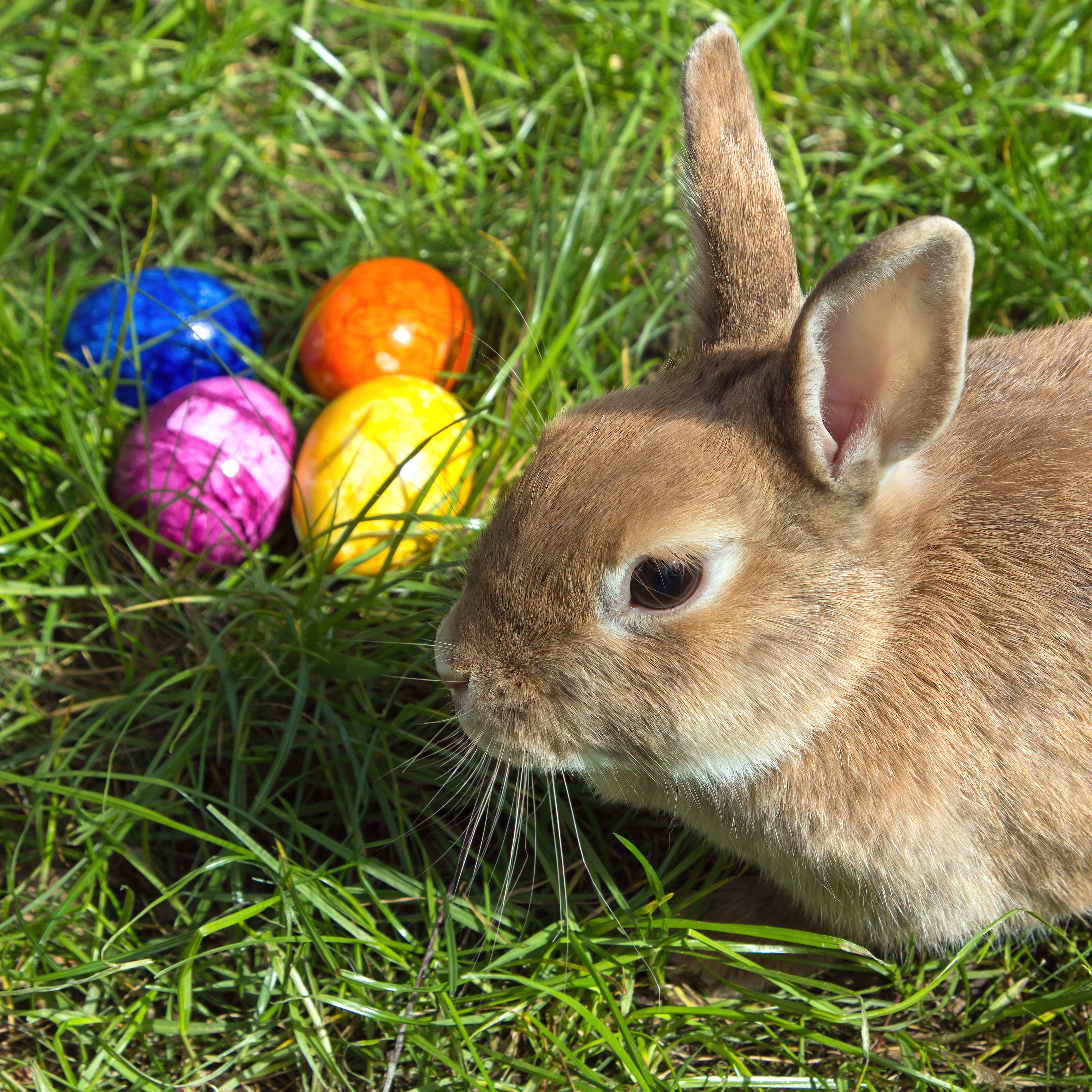 Easter Egg Word Problems: Practice Addition