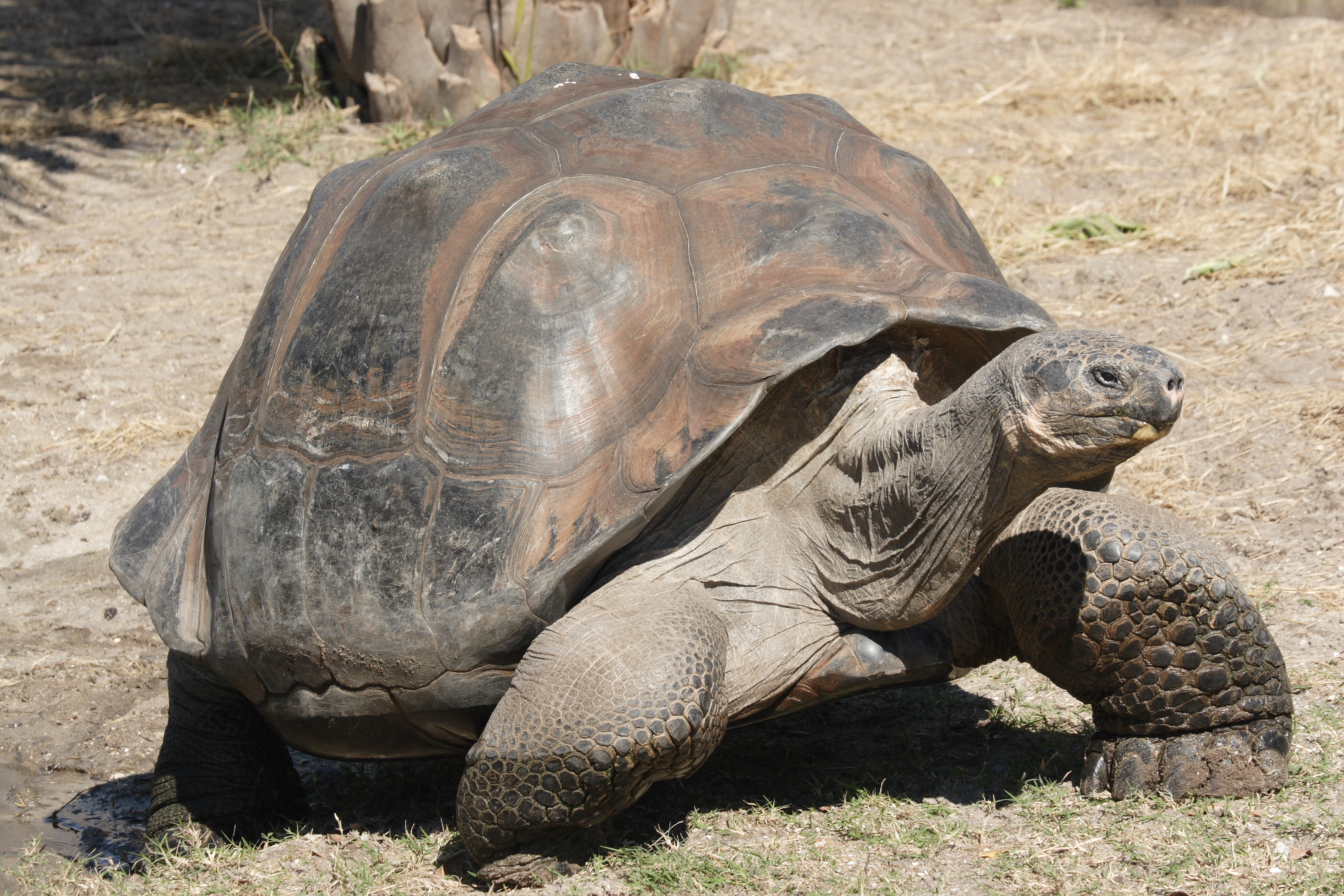 Galápagos Giant Tortoises: From Extinction to Recovery | K-5 Life Science Lesson