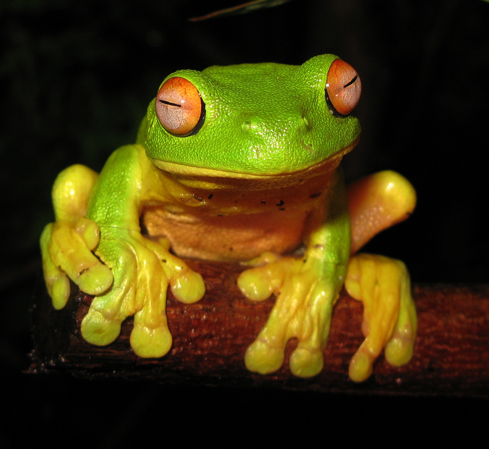 Spring Baby Animals Revealed | Interactive Smartboard-Ready Instant Lesson!