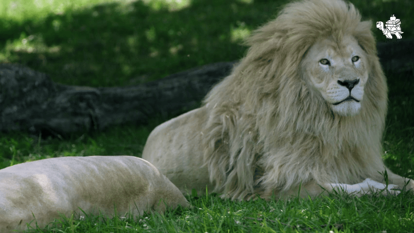 Fatherhood in the Animal Kingdom